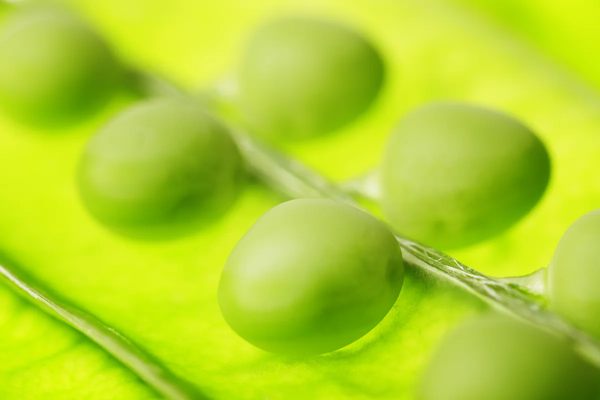 Pea image