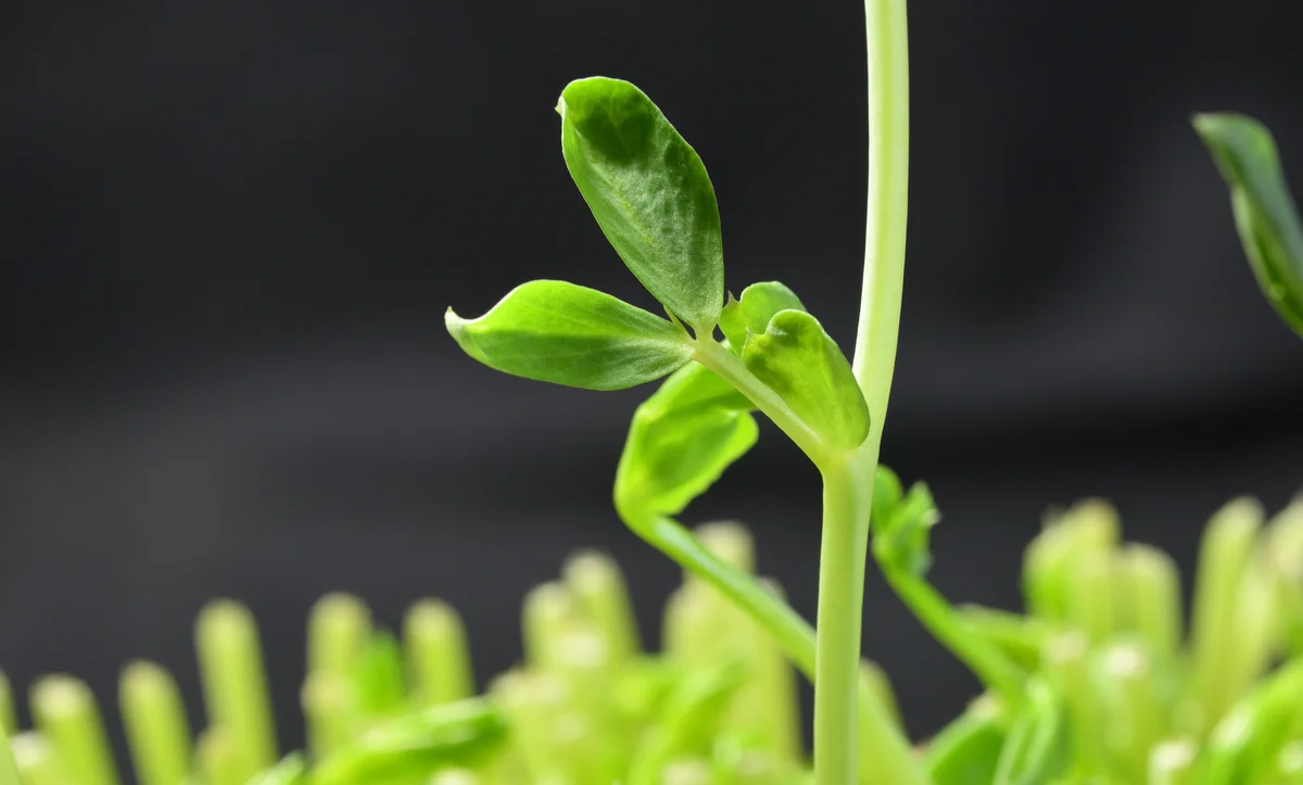 pea sprout
