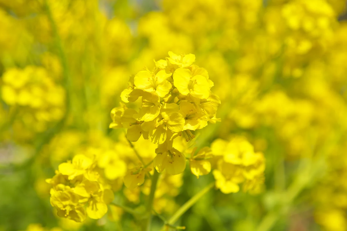 Brassica rapa