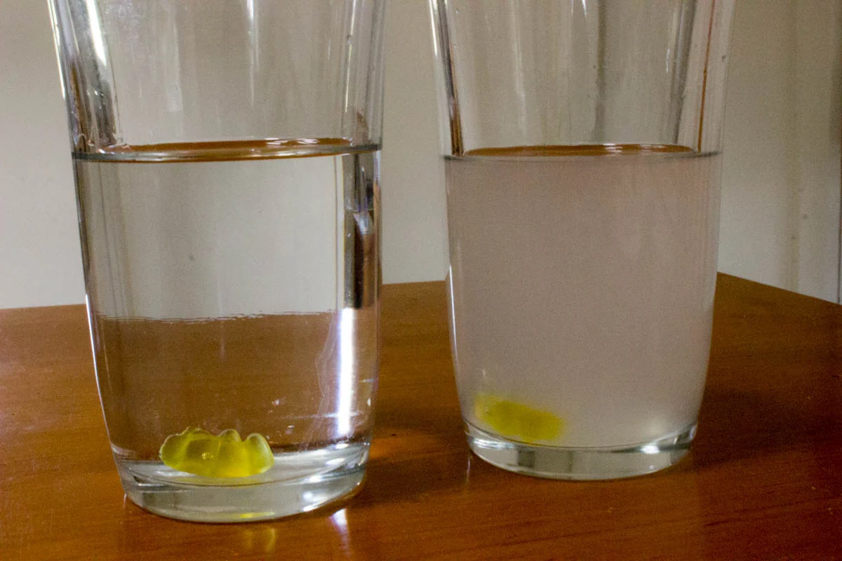 Gummy Bear Experiment