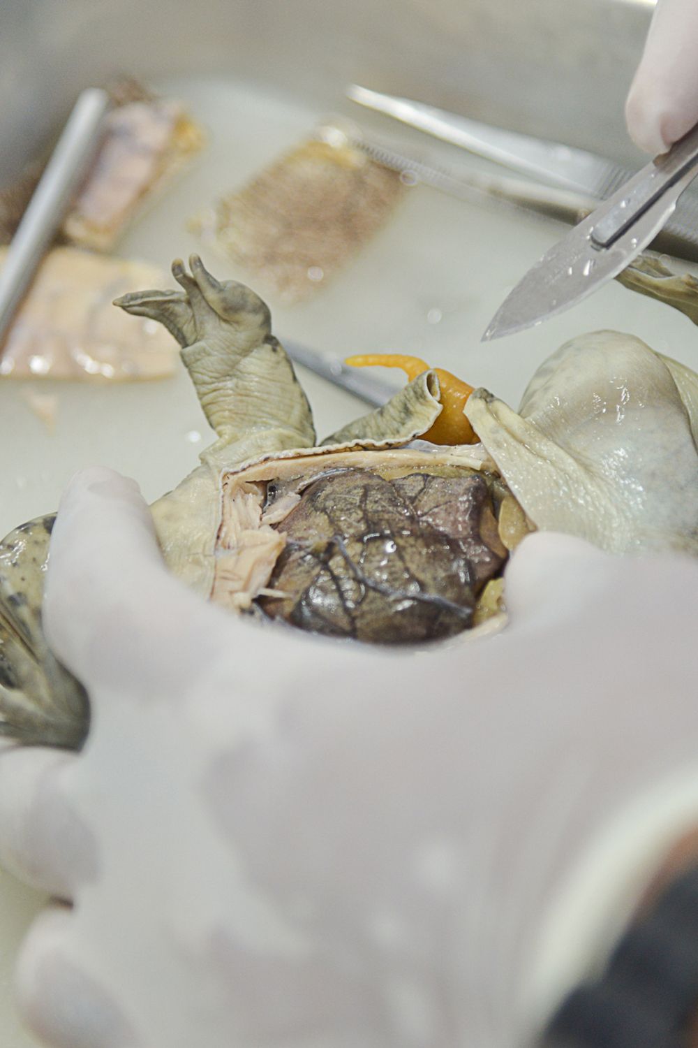Open Frog Dissection Comprehensive Guide to Frog Dissection