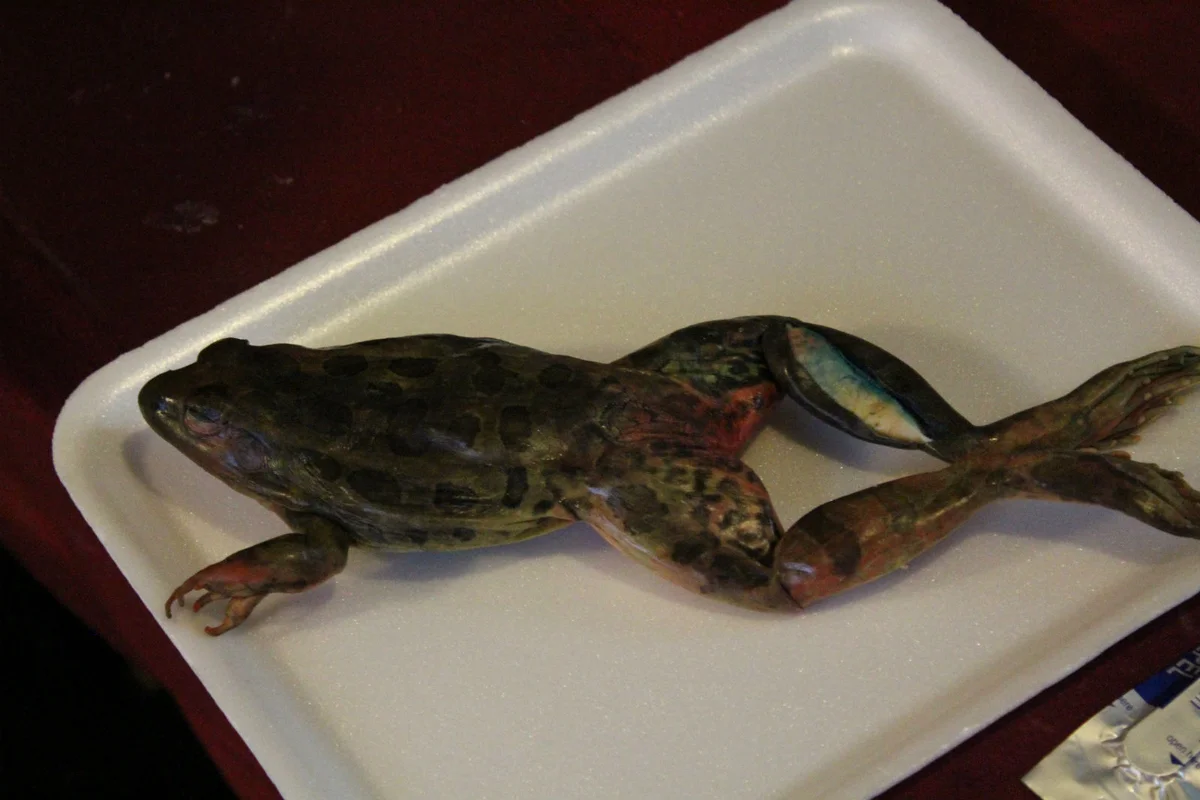 Dorsal side of frog specimen