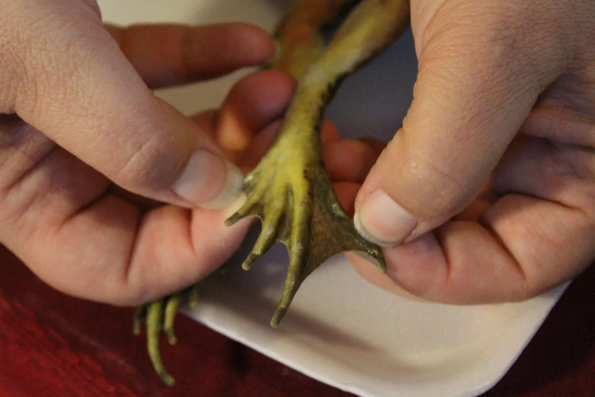 Frog toes and webbing