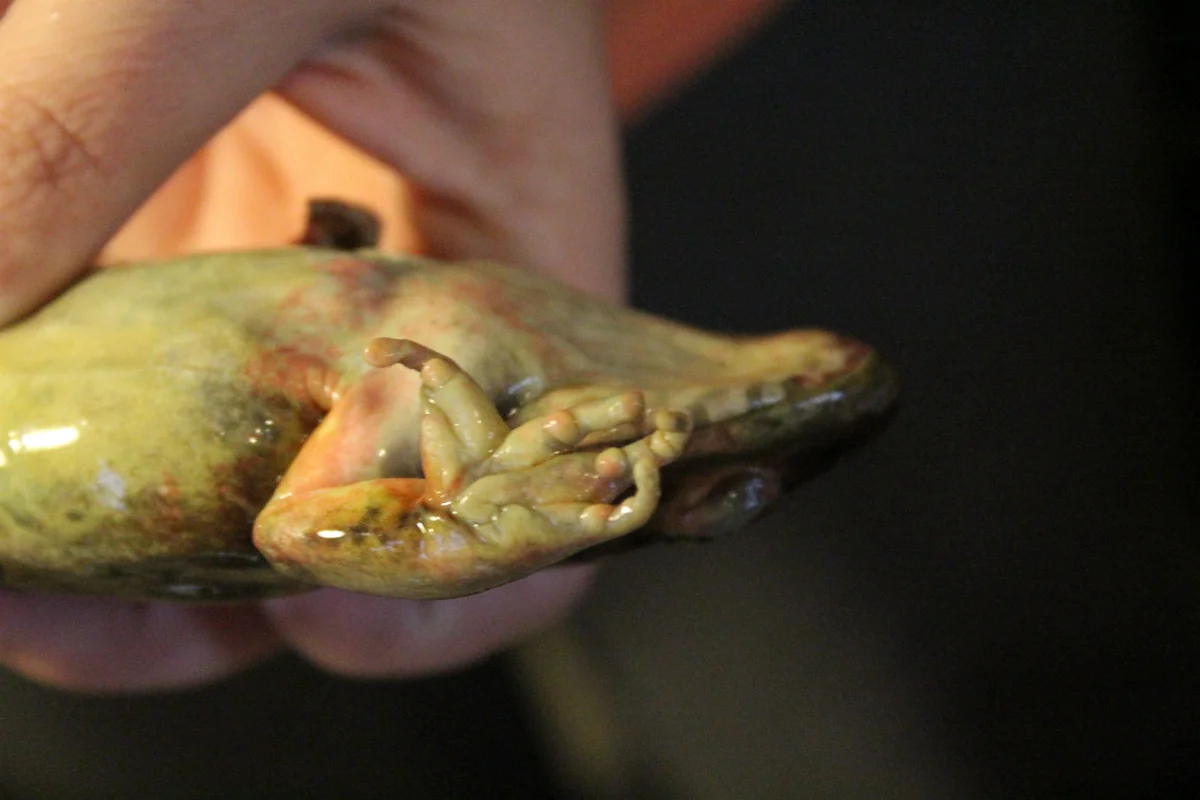 Frog digits