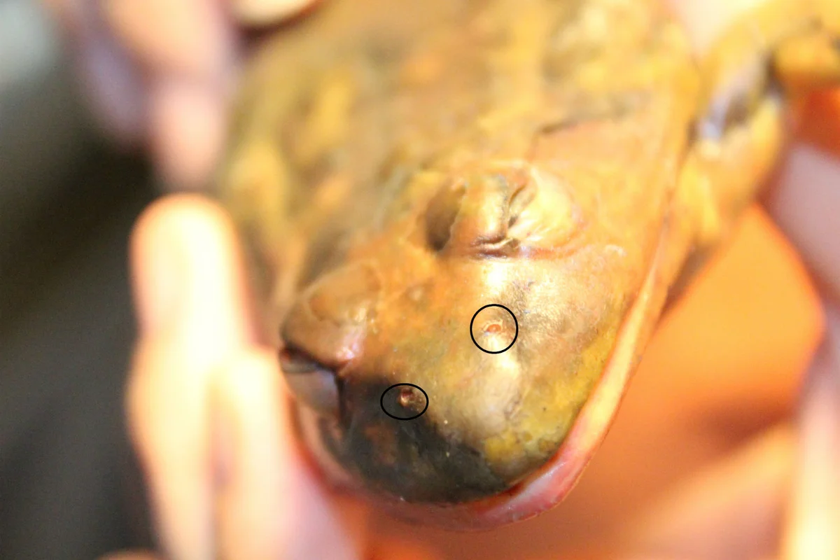 Nostrils