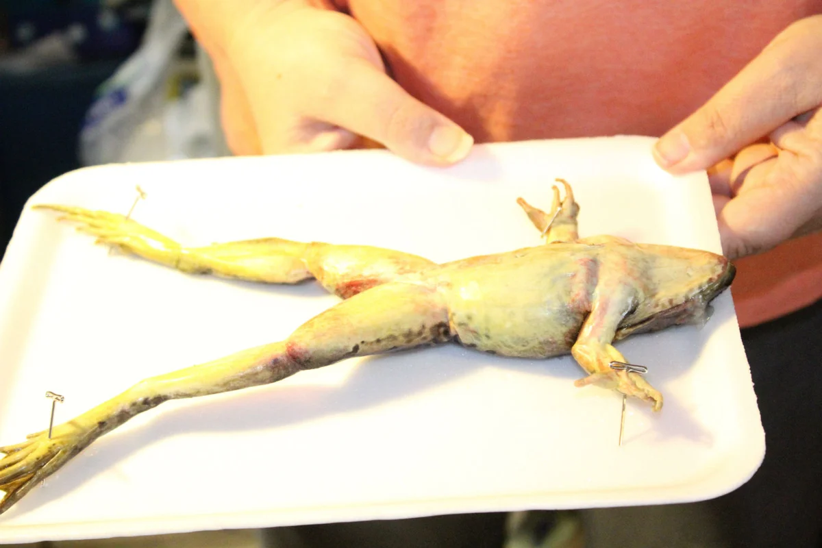 Pinned frog
