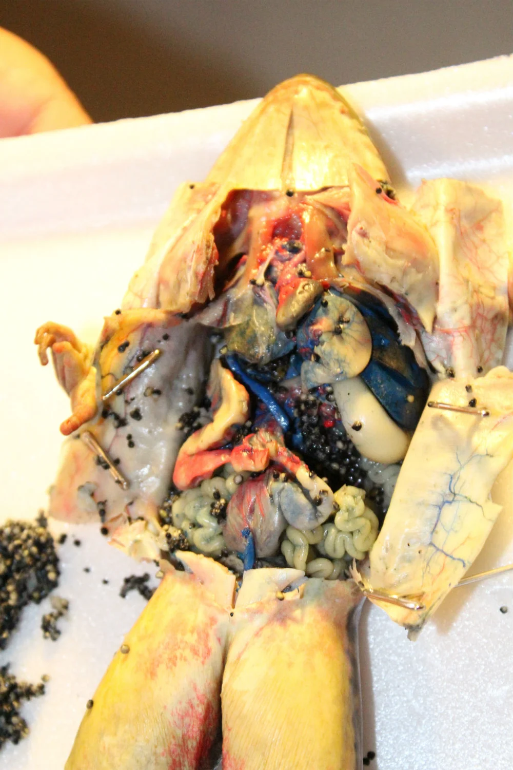 Opening the frog