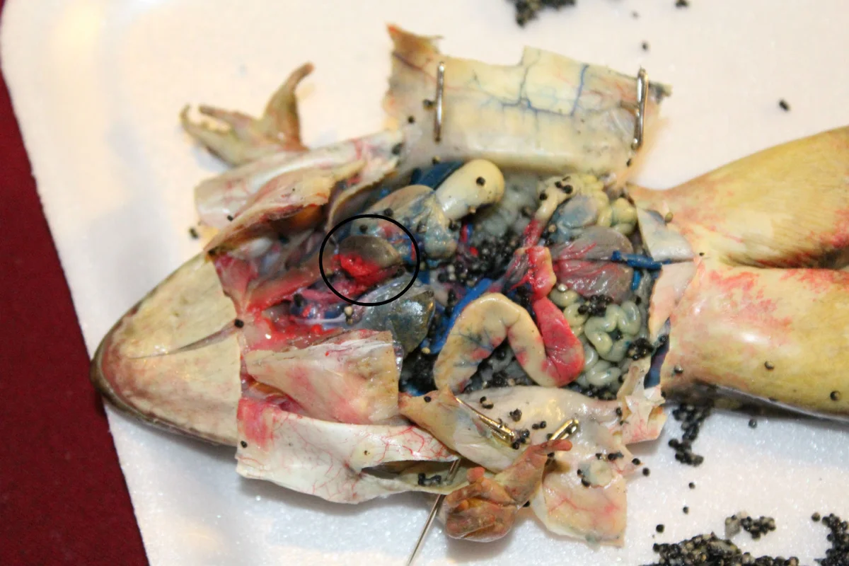 Frog heart