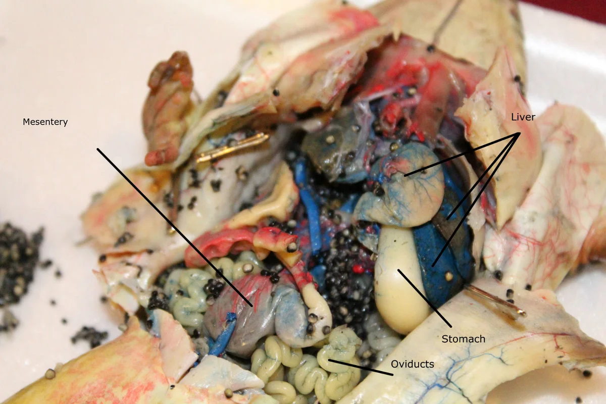 Labeled stomach, mesentery, oviducts and liver
