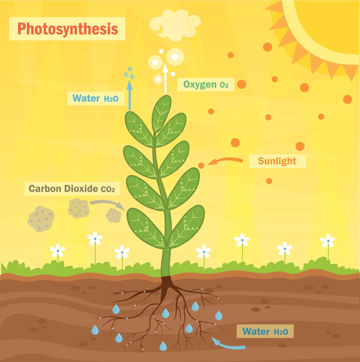 Photosynthesis