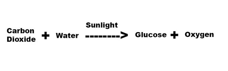 Photosynthesis equation