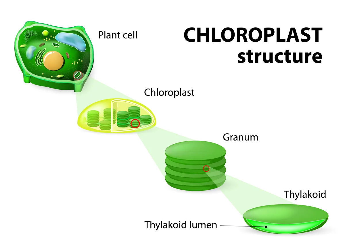 Chloroplast structure