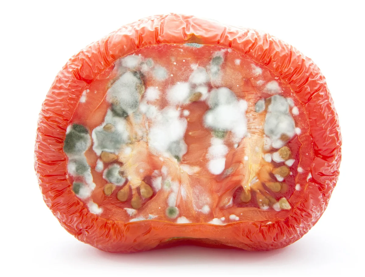 Mold on tomato
