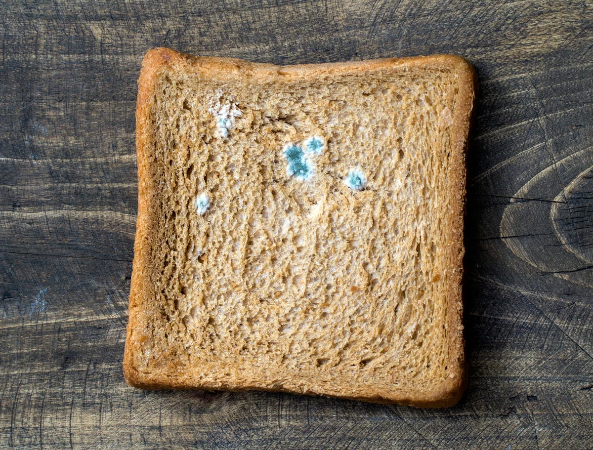 Mold on bread