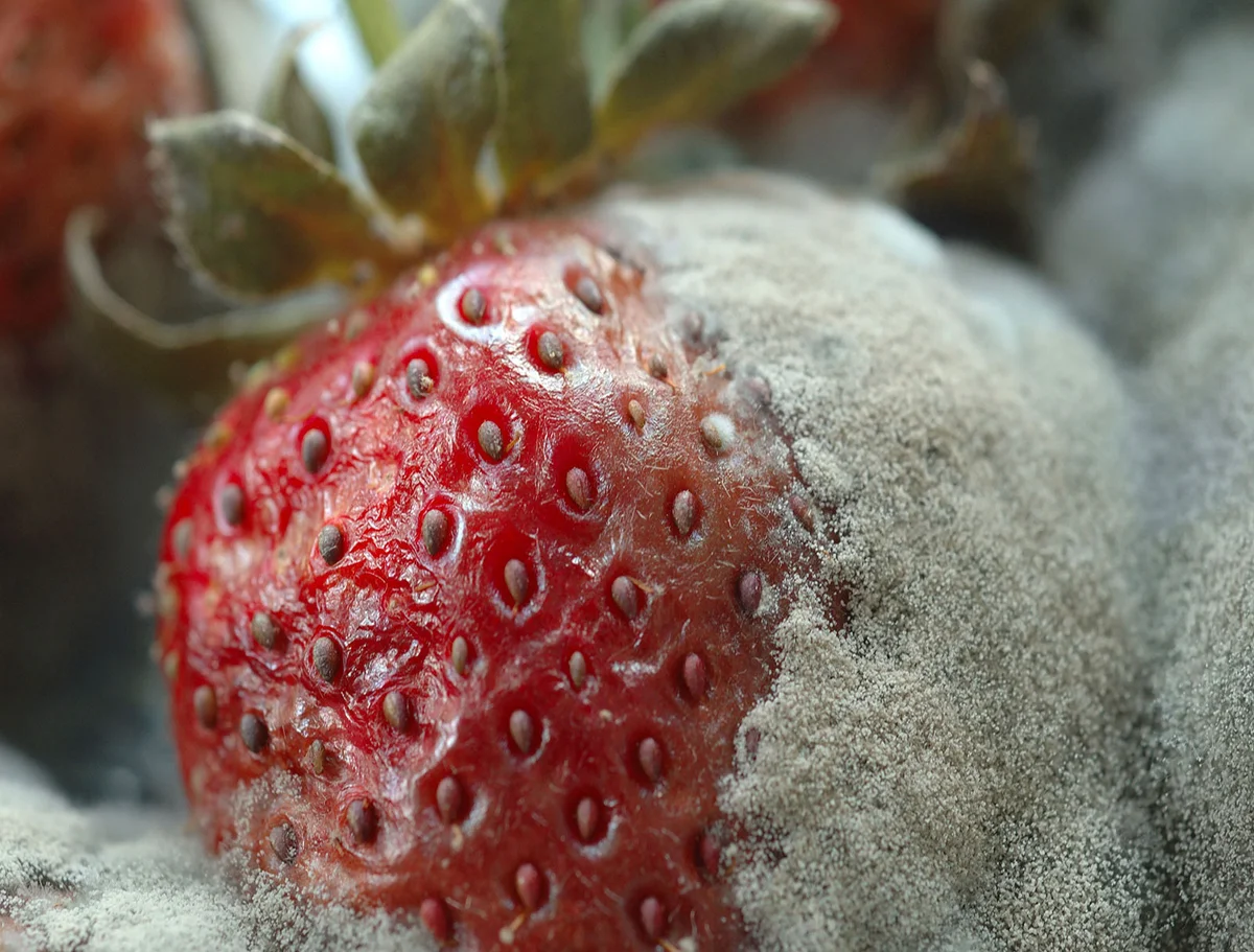 Mold on strawberry
