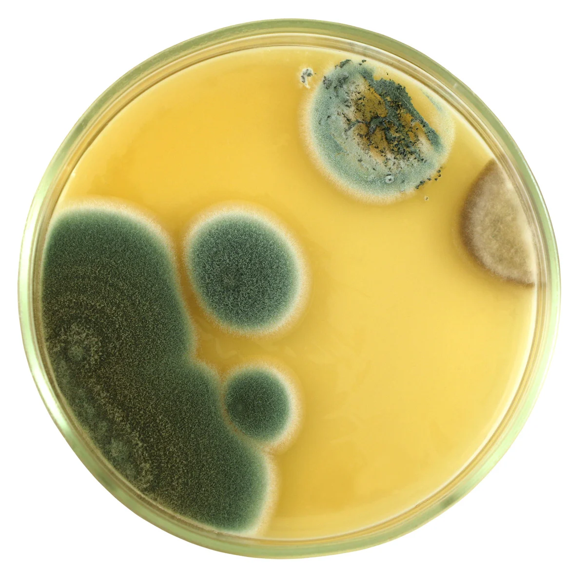 Mold in petri dish