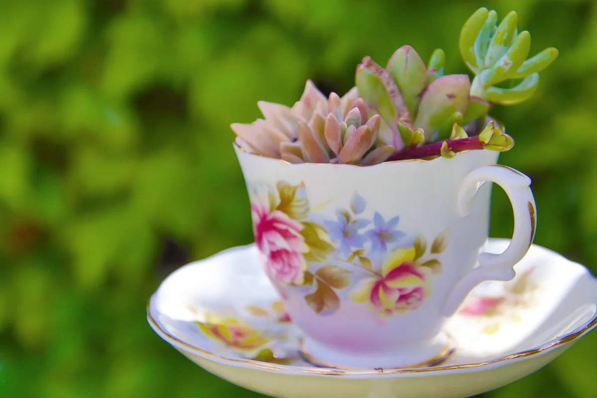 Succulents are planted in a floral-designed teacup sitting on a saucer and displayed in a yard