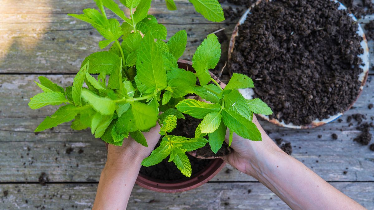 How to Grow Mint Indoors for Fresh Herbs All Year Long