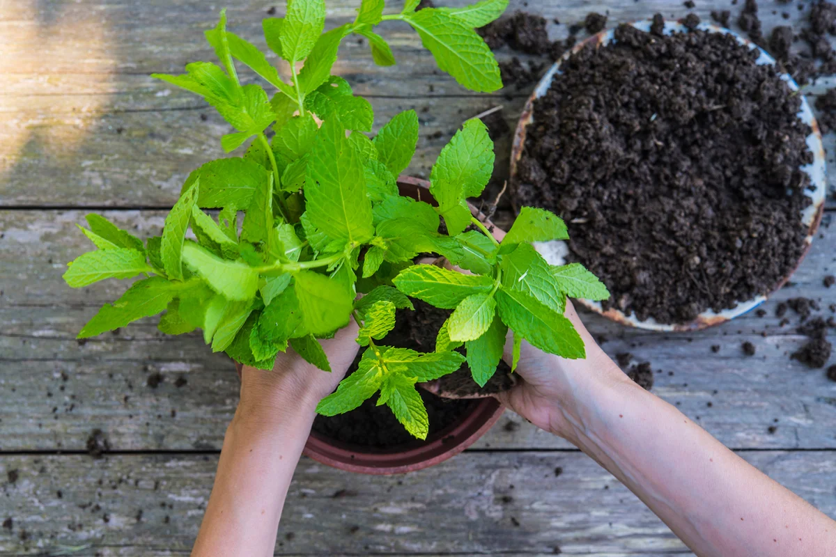 Hands of woman replanting mint