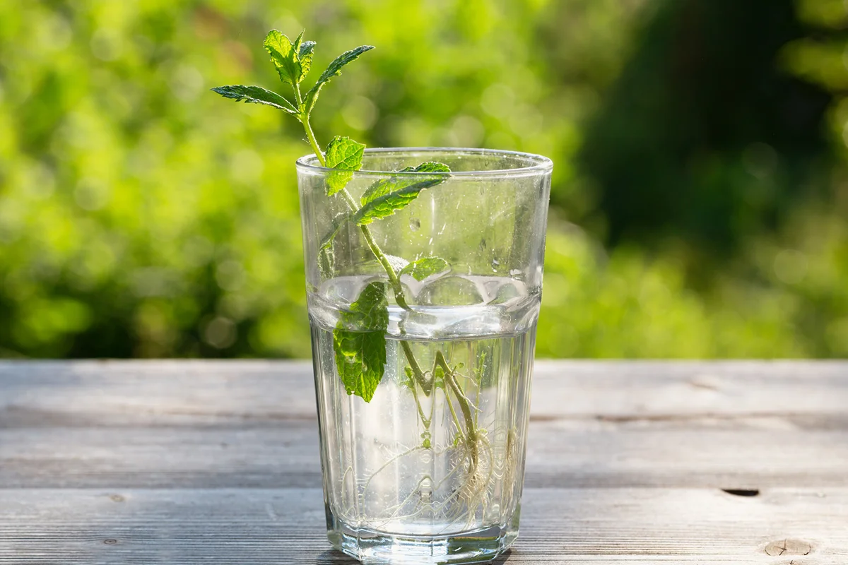 Propagation of cuttings: mint in a glass building up roots