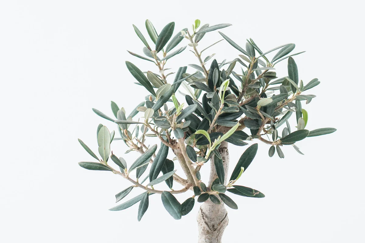 Olive tree