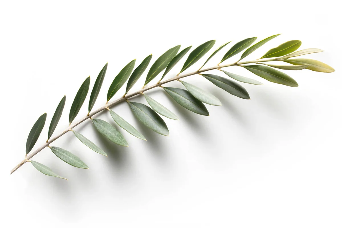 Olive branch