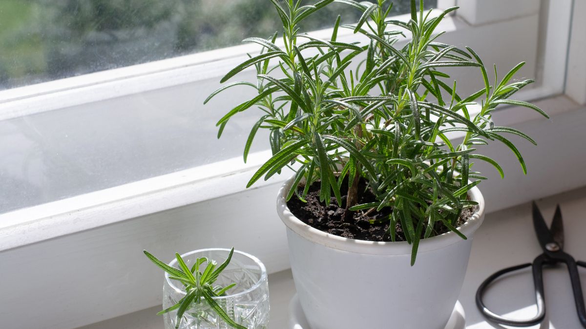 coastal rosemary plant Variegated Coast Rosemary (Westringia rosmariniformis ‘Morning Light’)
