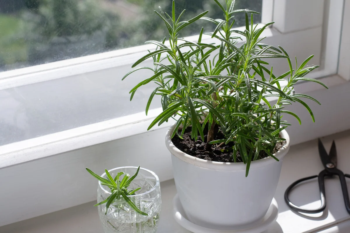 Plant of rosemary in pot and rosemary stalk in glass for rooting