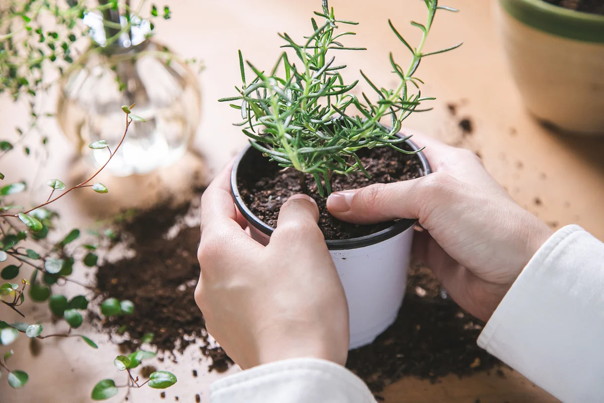 Indoor gardening. Women's hands taking care of herbs