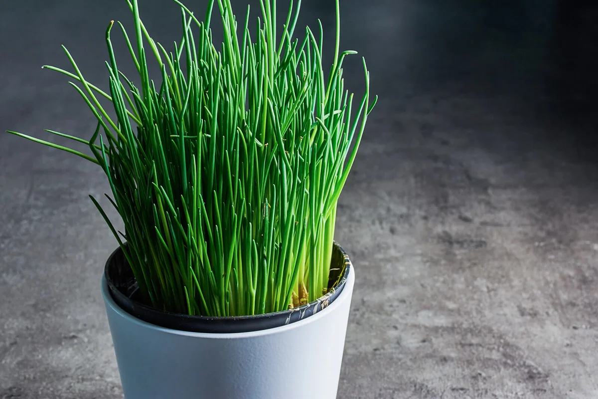 Fresh chives in a white pot