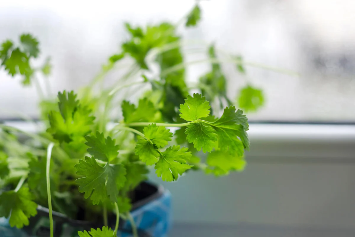 Cilantro Plant Growing In Pot