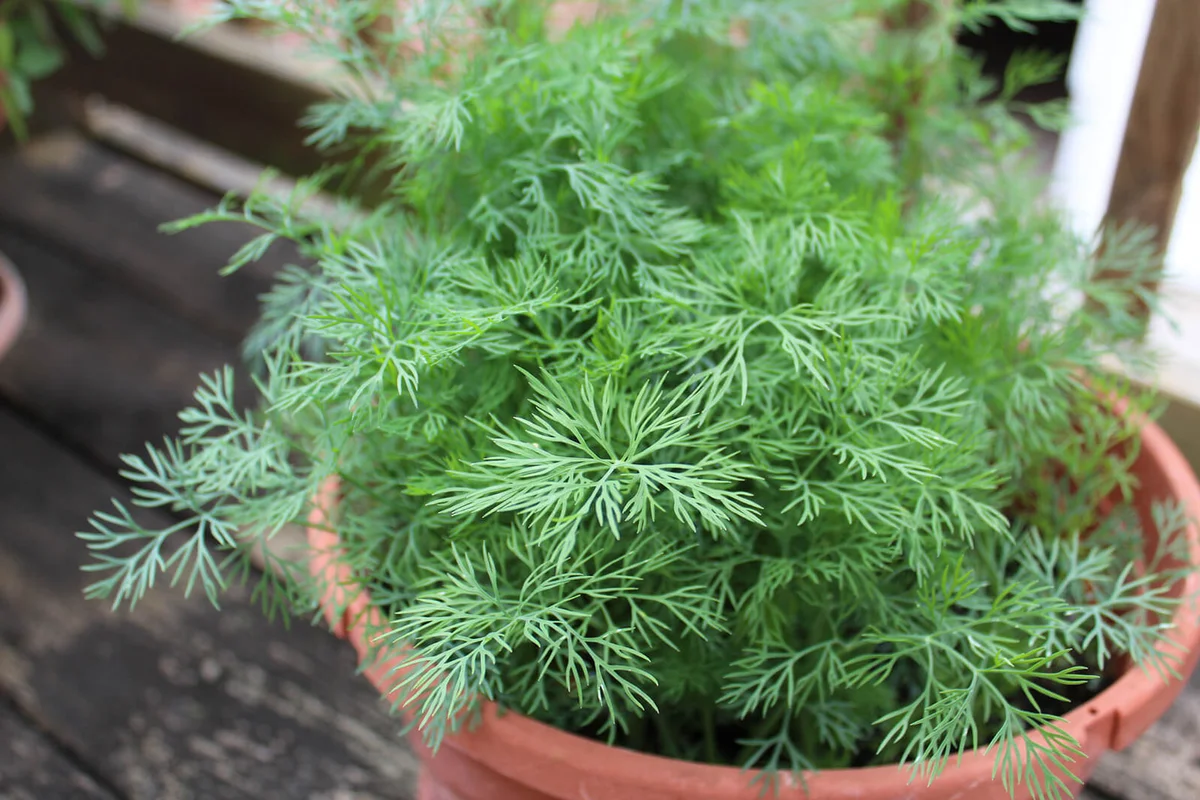 Fresh Organic Dill