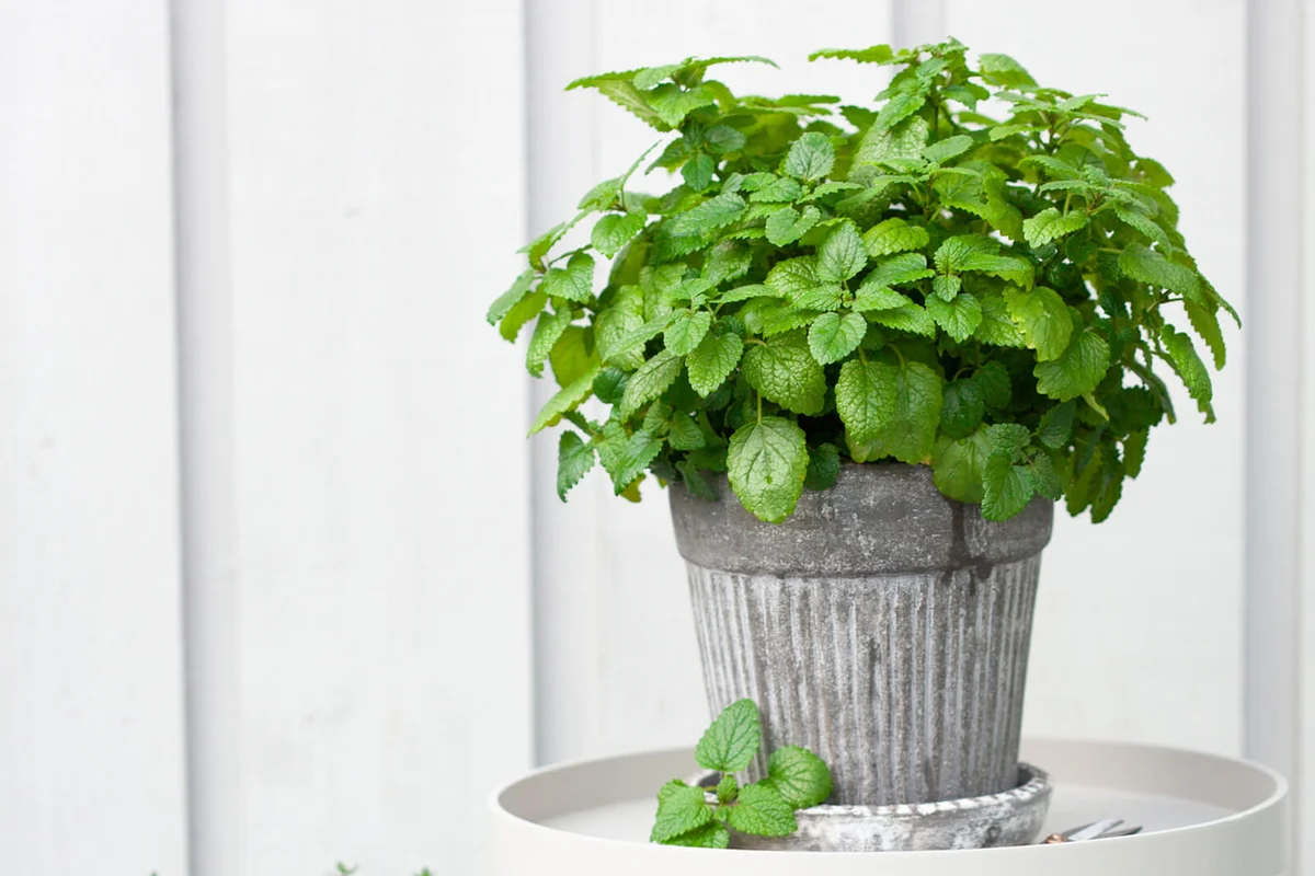 Lemon balm herb in flowerpot on balcony