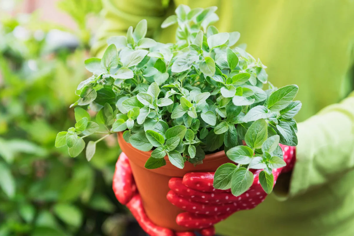 Hands of woman wearing gardening gloves holding potted oregano