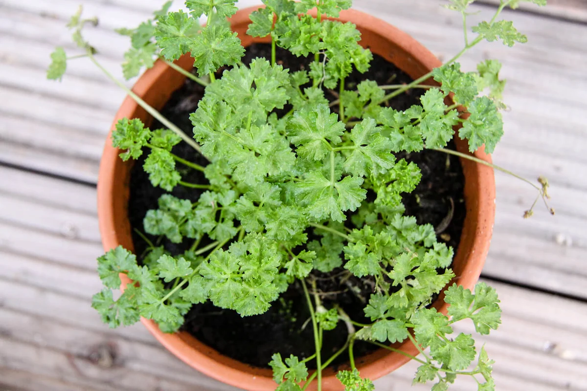 High Angle View Of Plants