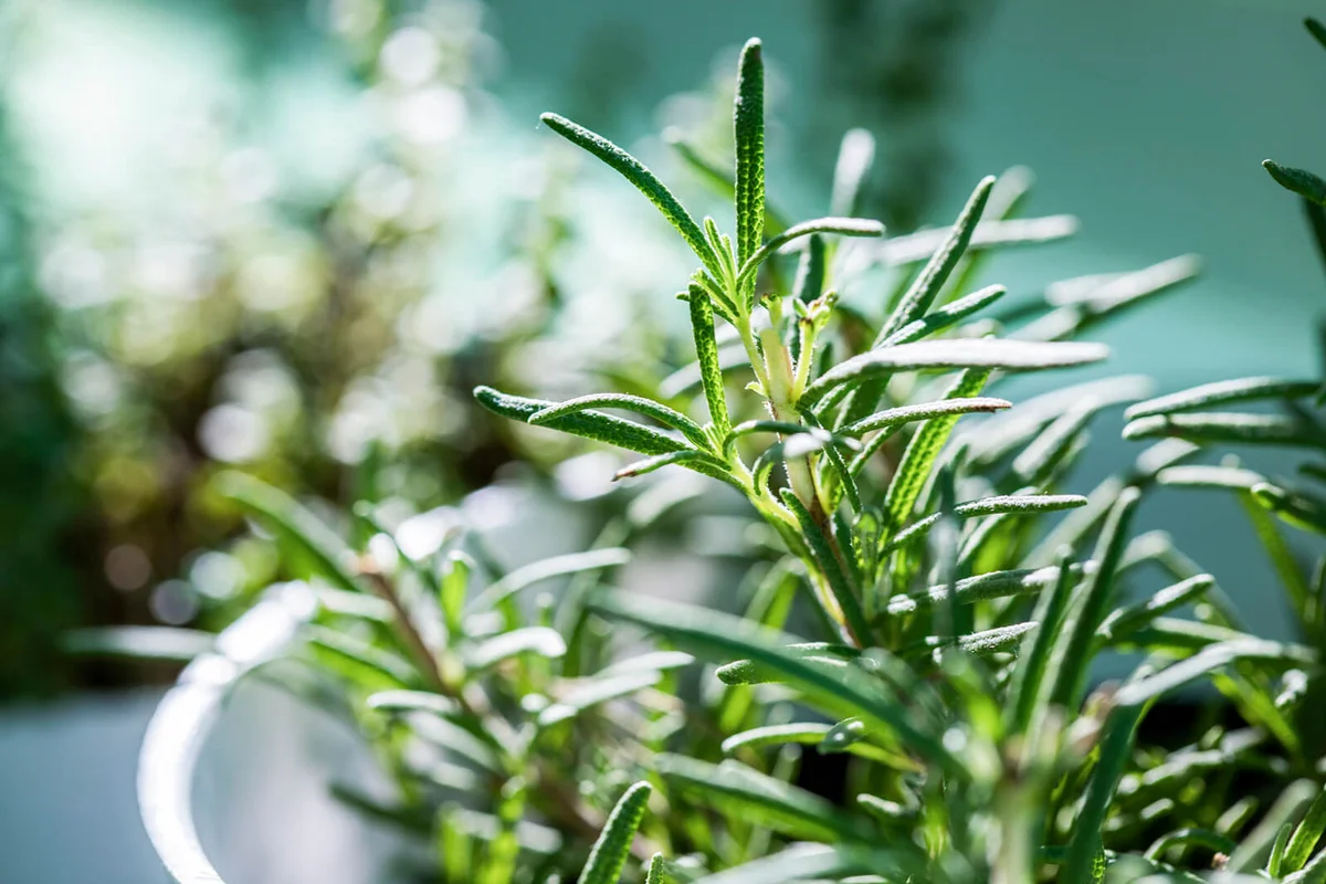 Rosemary plant