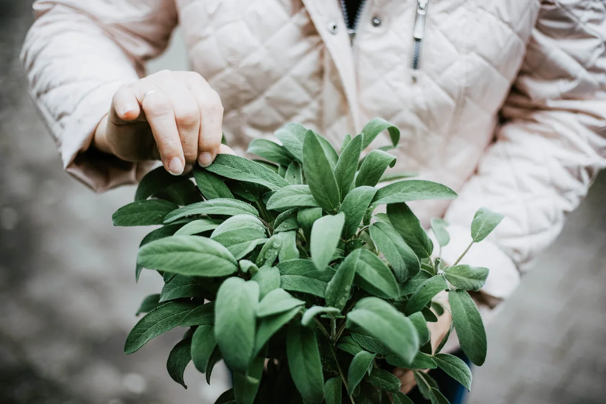 Elderly woman holding a pot of sage