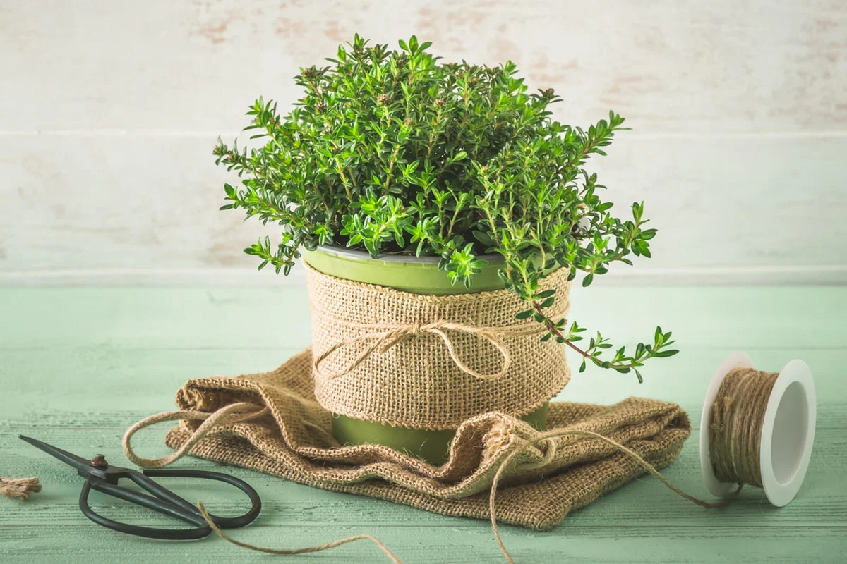 Savory herb plant