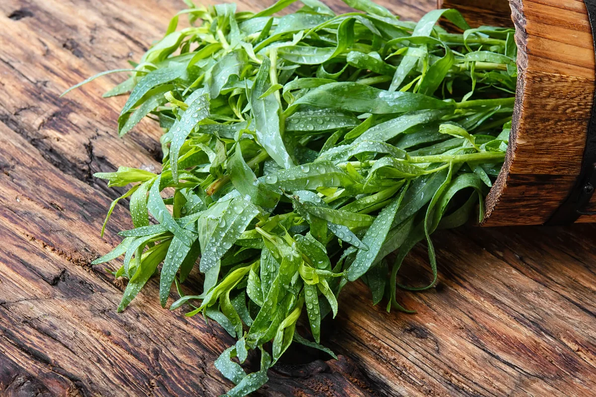 Plant of wormwood tarragon