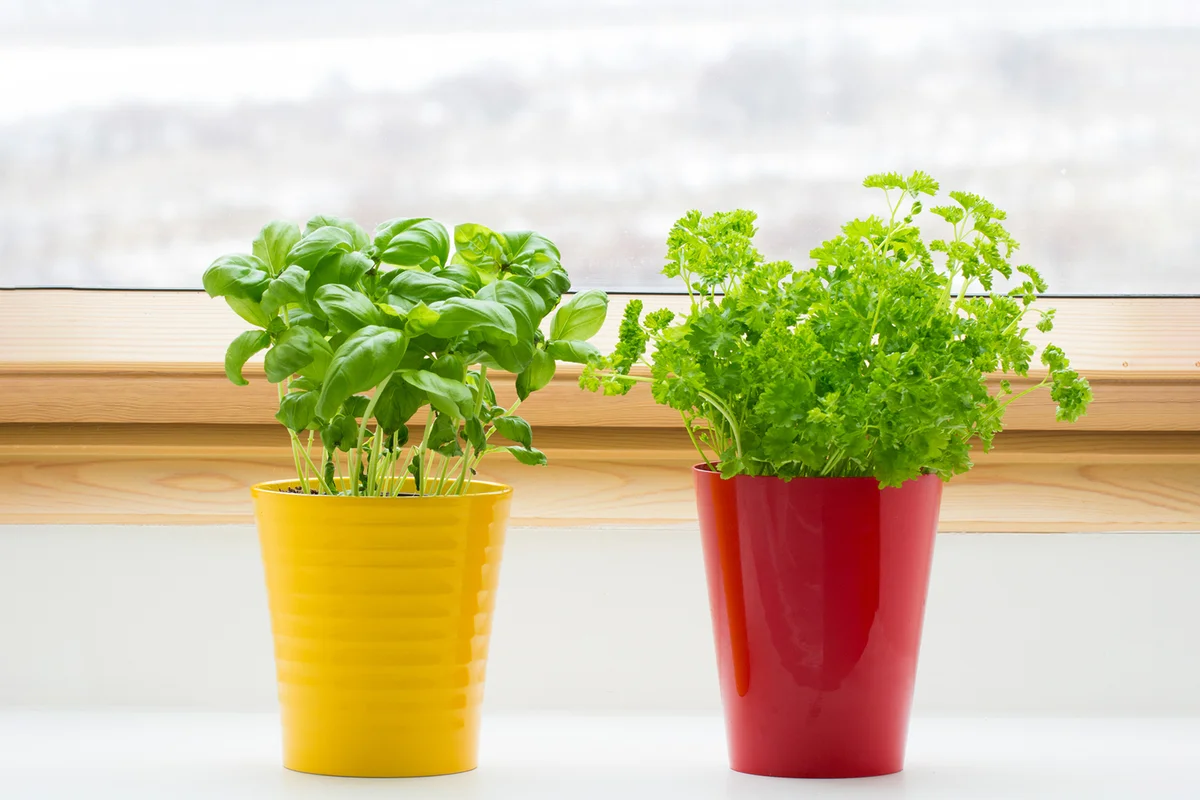 Herbs on kitchen window