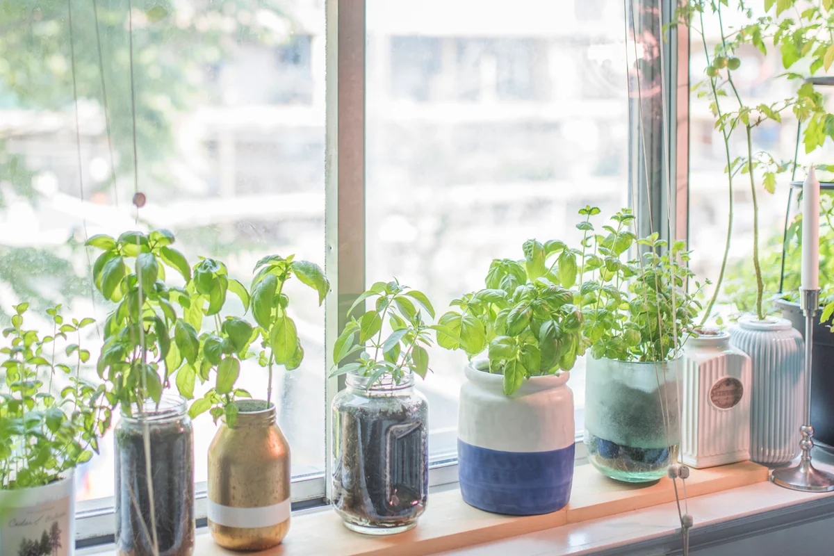 ndoor Herb Plant Garden in Flower Pots by Window Sill