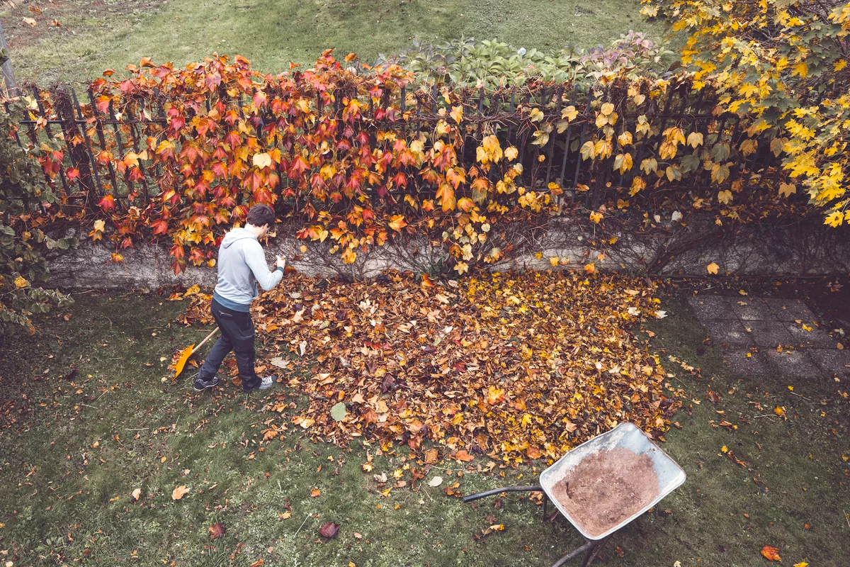 Young man cleaning lawn from leaves