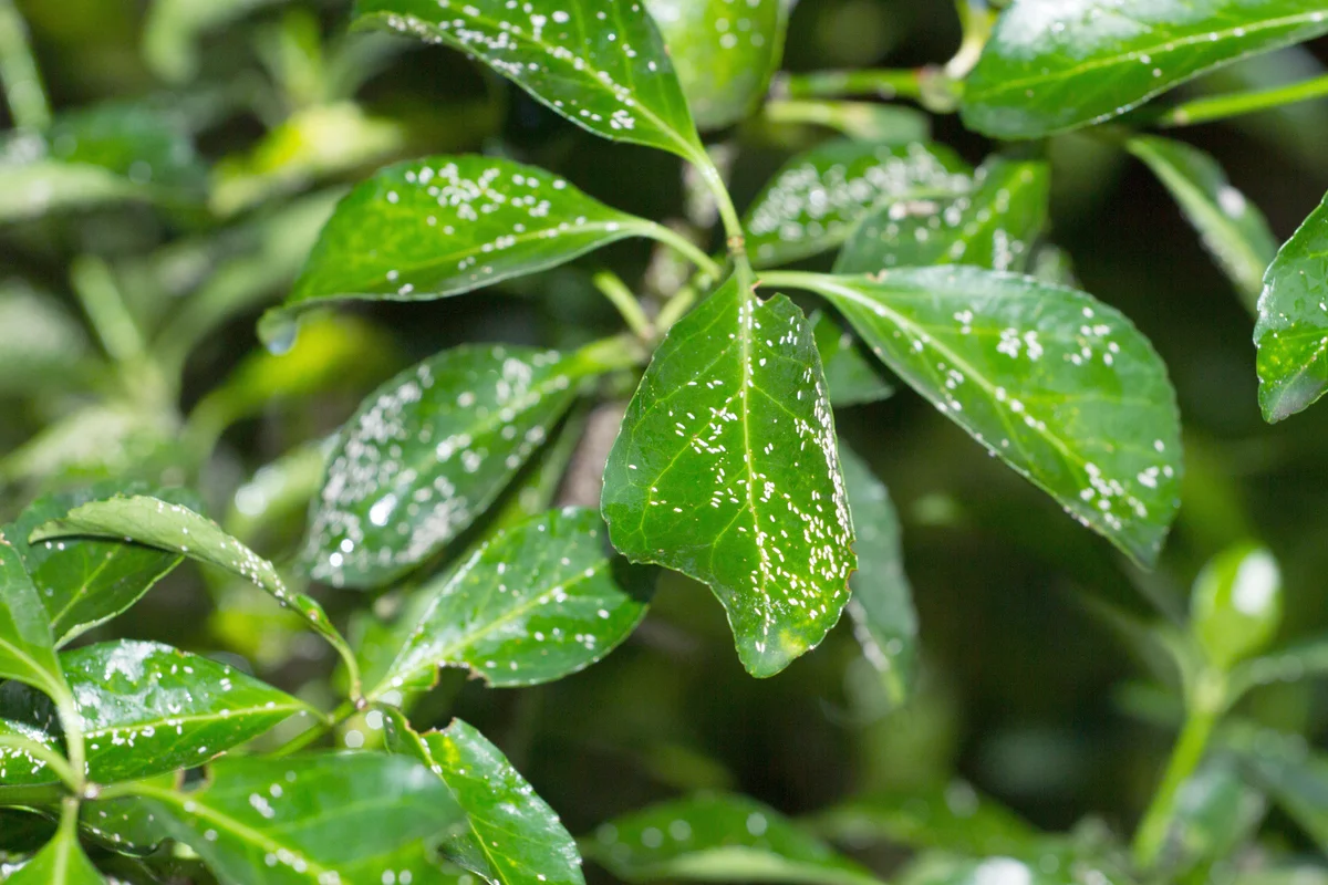 Mealybugs, plant disease white insect