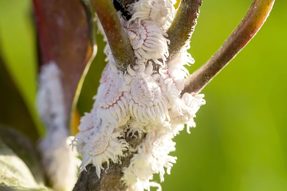 Mealybugs on plant branch