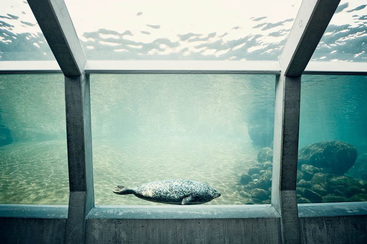 Seals in aquarium
