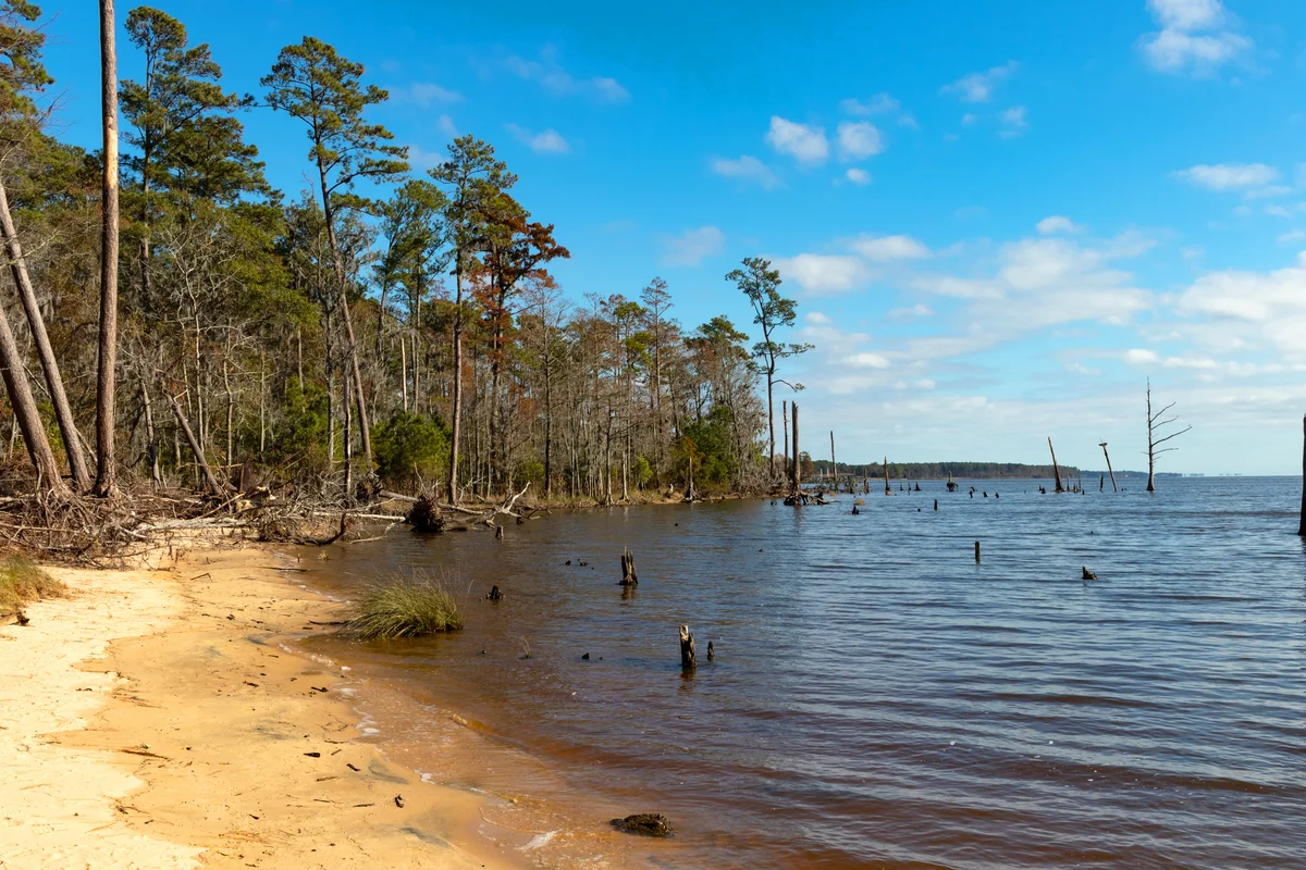 Sandy beach on the Pamlico River at Goose Creek State Park, NC