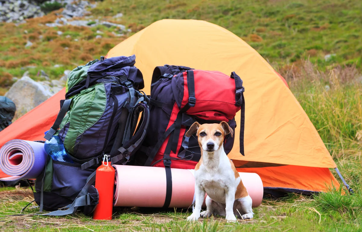 Dog sitting in front of tent with camping supplies