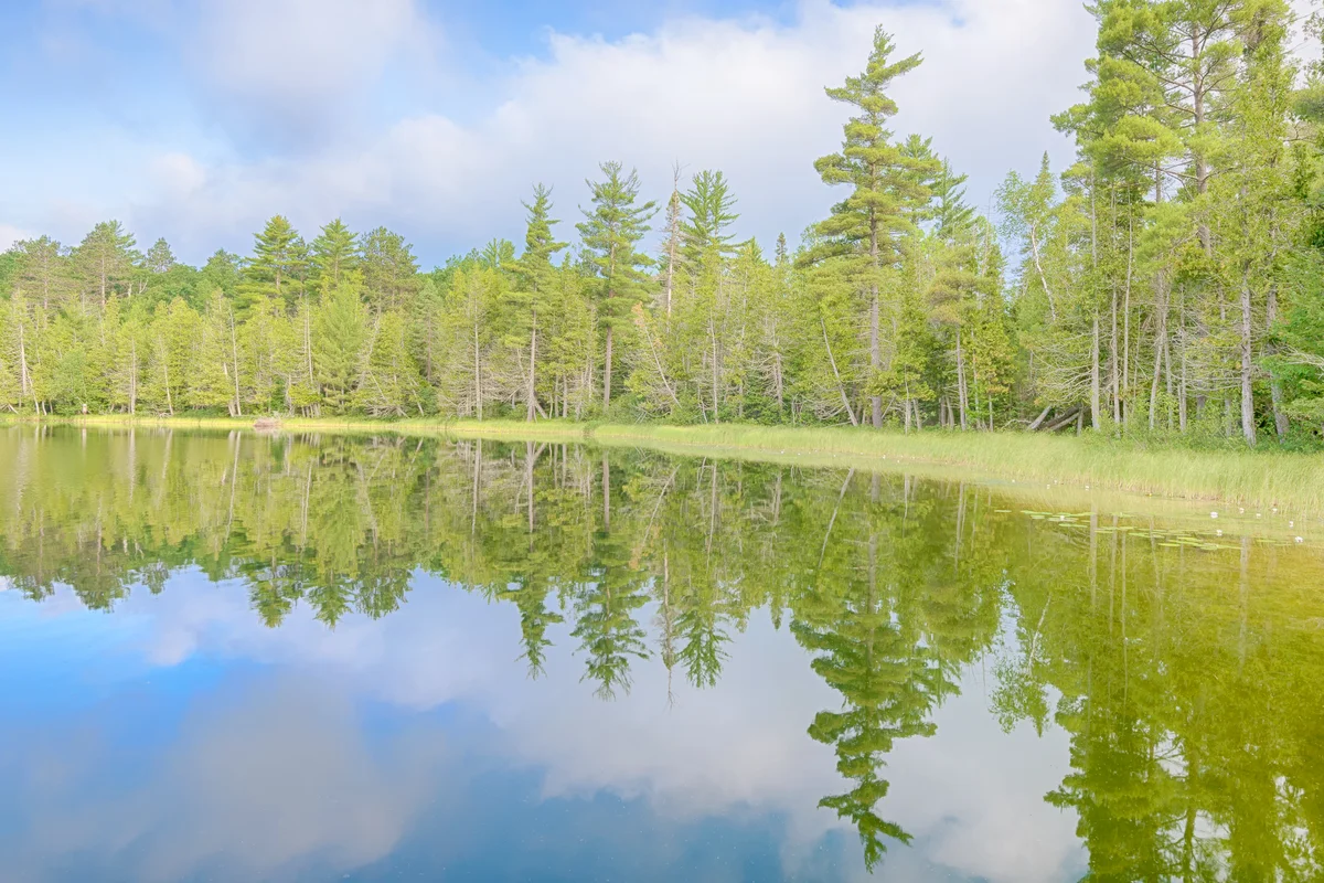 Bright Lake, Hartwick Pines State Park