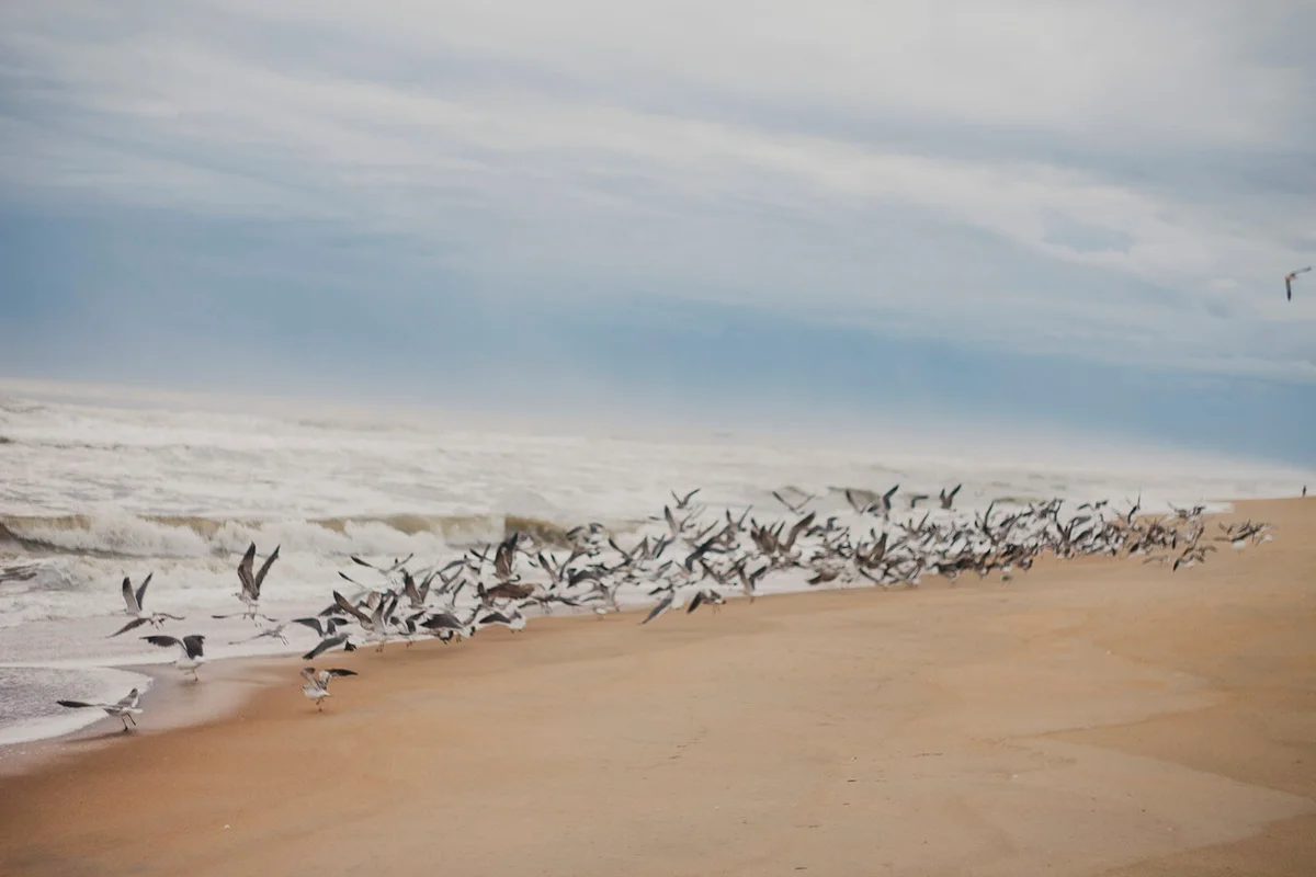 Flock of seagulls flying out of the ocean