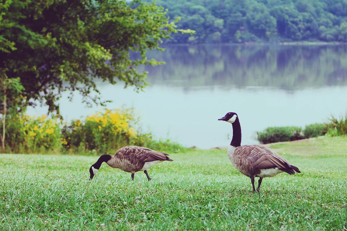 Canadian geese on grass with lake in the background at Hueston Woods Sate Park in Oxford Ohi